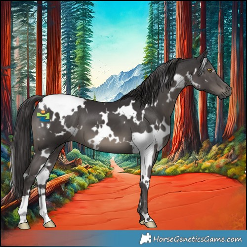 Horse Color:White Spotted Smoky Black 