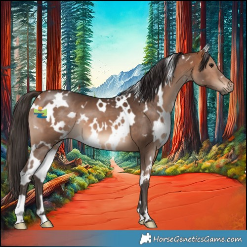 Horse Color:White Spotted Bay 