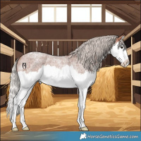 Horse Color:Silver Brown Roan Splash Appaloosa 