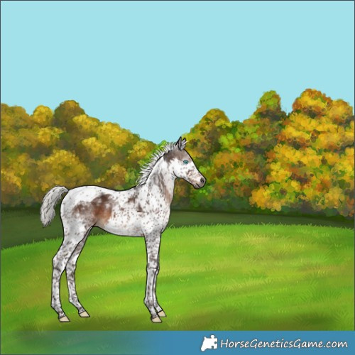 Horse Color:Gray Silver Brown Splash Tobiano Appaloosa 