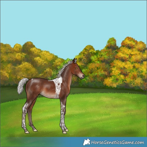 Horse Color:Silver Brown Tobiano 