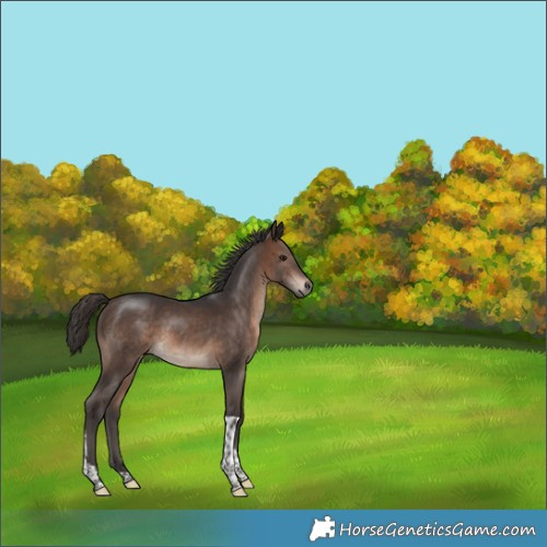 Horse Color:Brown Tobiano 