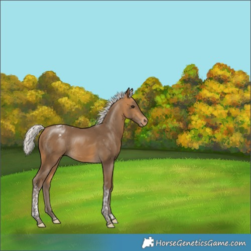 Horse Color:Silver Buckskin Tobiano Appaloosa 