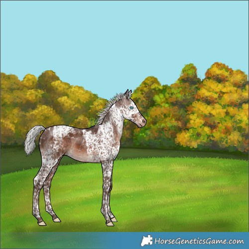 Horse Color:Silver Brown Splash Tobiano Appaloosa 