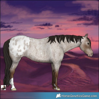Horse Color:Gray Classic Champagne Roan Appaloosa 