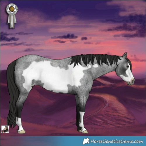 Horse Color:Gray Blue Roan Frame Appaloosa 