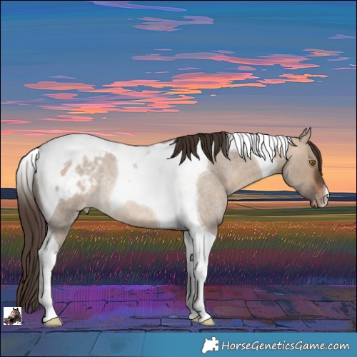 Horse Color:Bay Roan Dun Tobiano Appaloosa Rabicano 