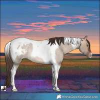 Horse Color:Bay Roan Dun Tobiano Appaloosa Rabicano