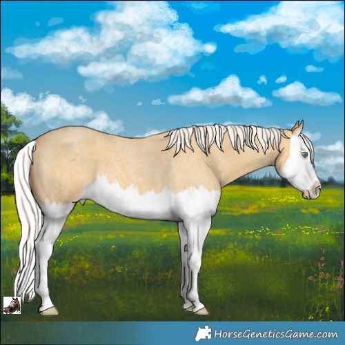 Horse Color:Silver Amber Cream Champagne Roan Splash 
