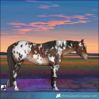 Horse Color:White Spotted Brown Appaloosa