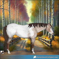 Horse Color:Liver Red Dun Roan Frame Appaloosa