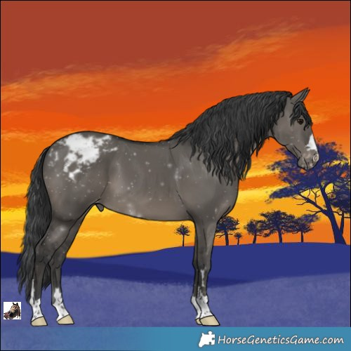 Horse Color:Grullo Appaloosa 