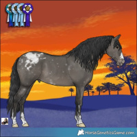Horse Color:Grullo Varnish