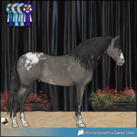 Horse Color:Grullo Varnish 