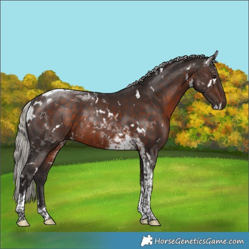 Horse Color:White Spotted Silver Brown Tobiano 