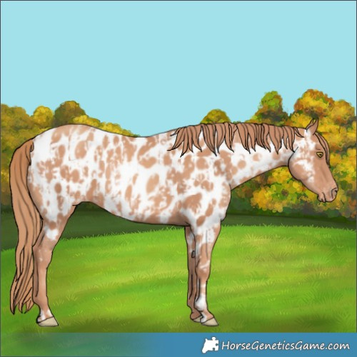 Horse Color:Gold Champagne Appaloosa  and Gold Champagne Appaloosa 