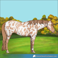 Horse Color:Gold Champagne Appaloosa  and Gold Champagne Appaloosa 