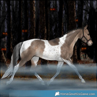 Horse Color:Bay Dun Tobiano Rabicano 