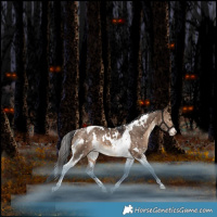 Horse Color:White Spotted Bay Dun Tobiano Appaloosa Rabicano 