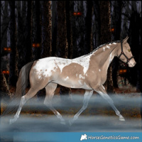 Horse Color:White Spotted Liver Red Dun Tobiano Appaloosa Rabicano 