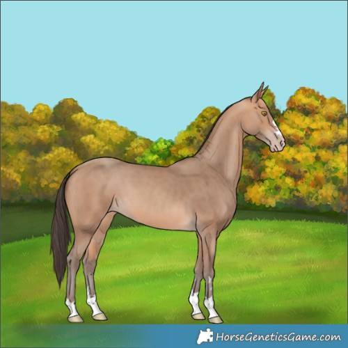 Horse Color:Amber Champagne 