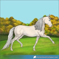 Horse Color:Cremello Rabicano