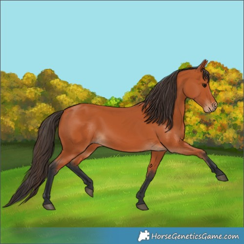 Horse Color:Bay Rabicano