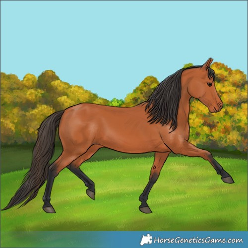 Horse Color:Bay Rabicano 