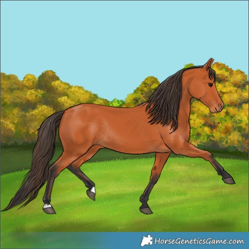 Horse Color:Bay Rabicano