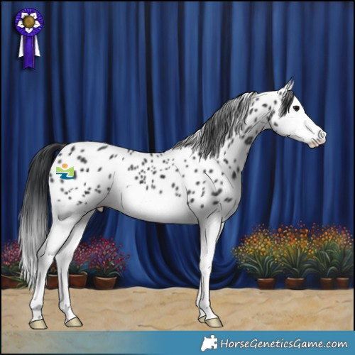 Horse Color:Black Splash Near Leopard 