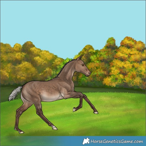 Horse Color:Silver Bay Dun 