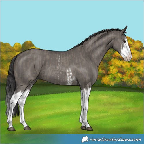 Horse Color:Grullo Sabino Splash  and Smoky Grullo Sabino Splash 