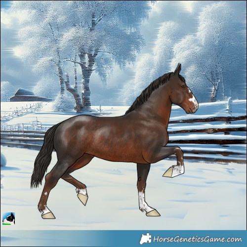 Horse Color:Liver Chestnut Rabicano