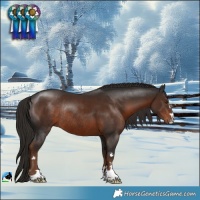 Horse Color:Liver Chestnut Rabicano 