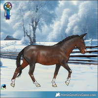 Horse Color:Liver Chestnut Rabicano 