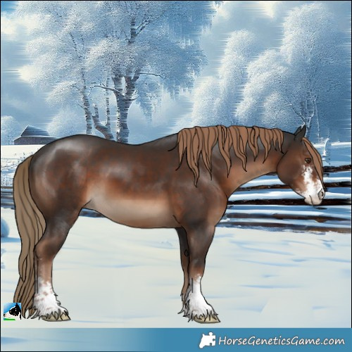 Horse Color:Liver Chestnut Sabino 