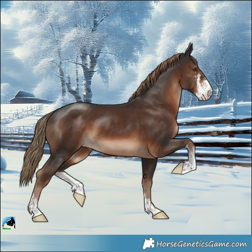 Horse Color:Liver Chestnut Sabino