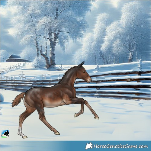 Horse Color:Liver Chestnut Sabino