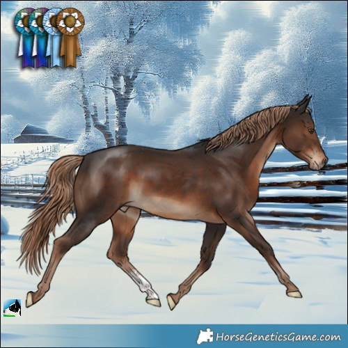 Horse Color:Liver Chestnut Sabino 
