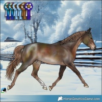 Horse Color:Liver Chestnut Sabino 