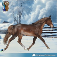 Horse Color:Liver Chestnut Sabino 