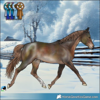 Horse Color:Liver Chestnut Sabino