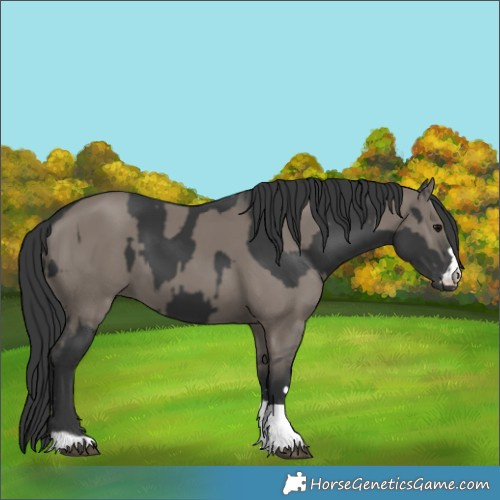 Horse Color:Black  and Grullo 