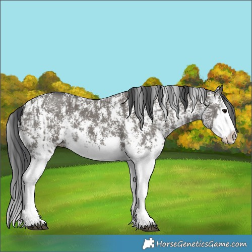 Horse Color:Grullo Sabino Splash  and Grullo Sabino Splash 