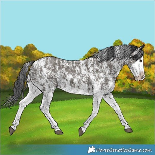 Horse Color:Grullo Sabino Splash  and Grullo Sabino Splash 