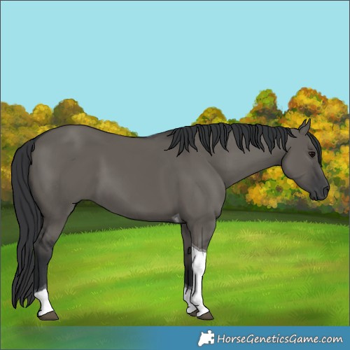 Horse Color:Grullo Tobiano