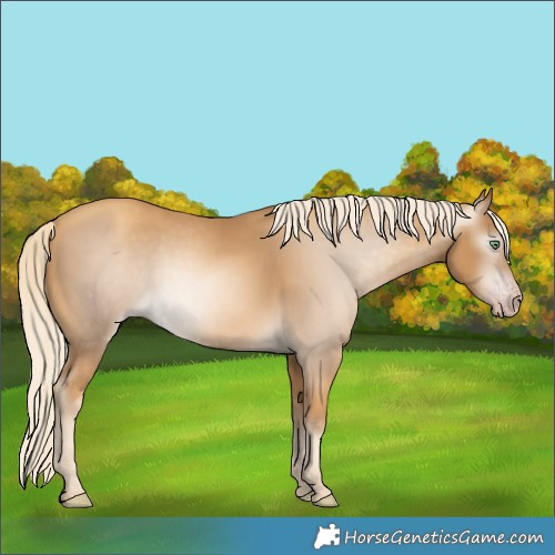 Horse Color:Gray Gold Cream Champagne 