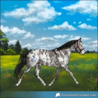 Horse Color:Gray Grullo Sabino Blanket Rabicano