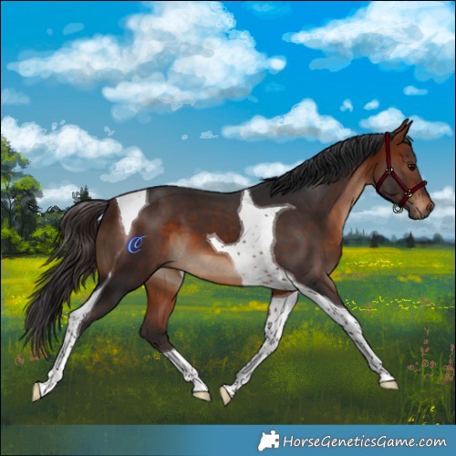 Horse Color:Bay Tobiano