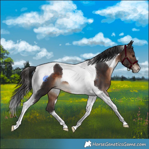 Horse Color:Brown Tobiano 
